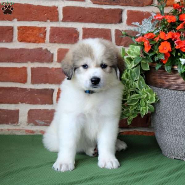 Samantha, Great Pyrenees Puppy